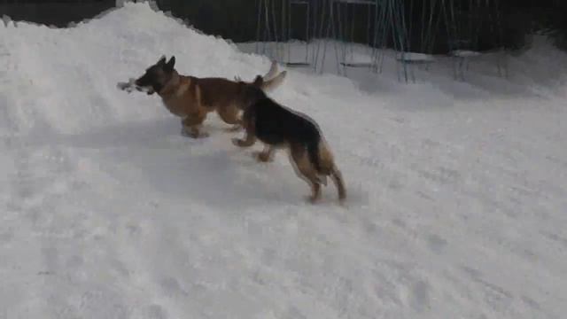 Игра дяденек с бессловесными собаками в удовольствие. 03. 03. 2021 смотреть онлайн