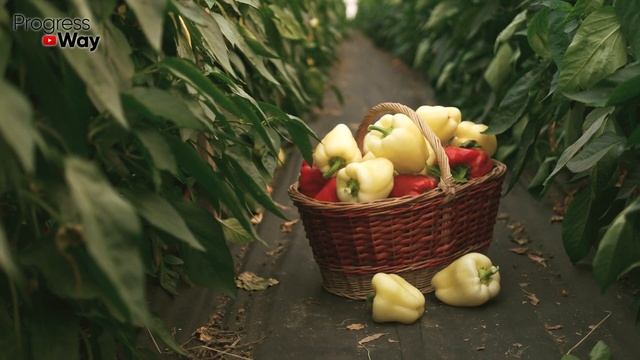 Перцы созреют всего за несколько дней! Надо Сделать