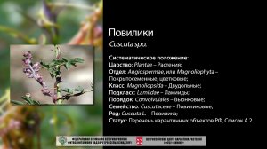 Повилики (Cuscuta spp.)