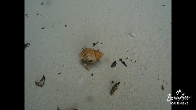 Boundless Journeys' Palau: Snorkeling & Kayaking Odyssey смотреть онлайн