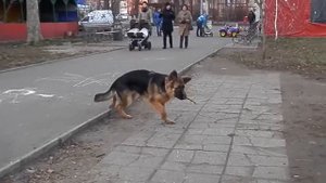 ЩЕНОК Немецкой овчарки Аргун 5.5 месяцев. Одесса.
