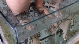 Рыбка доктор Гарра Руфа. Это не больно!