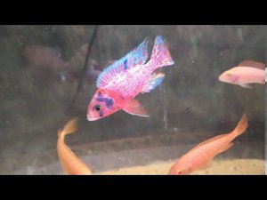 Самец аулонокары мультиколор ухаживает за самками