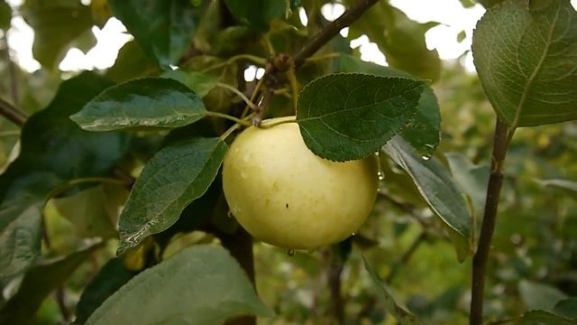 Сады Севера. Многосортовые яблони и груши 2016г смотреть онлайн