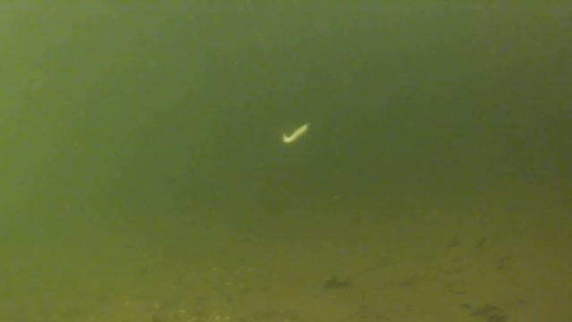 Реакция форели на силикон Ojas под водой смотреть онлайн