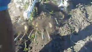 картофлекопалка "активный дельфин"