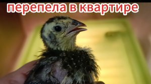 Бройлеры, перепелята и лук... Гуляем по квартире...😅