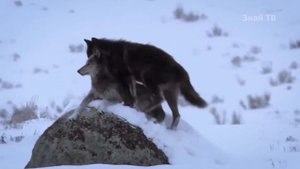 ВОЛК против АРГЕНТИНСКОГО ДОГА ! КТО СИЛЬНЕЕ ?