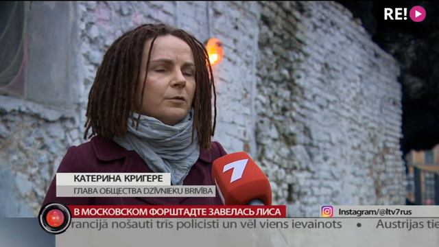 В Московском форштадте завелась лиса смотреть онлайн