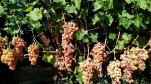 Виноград кишмиш Лучистый на винограднике Лисовенко