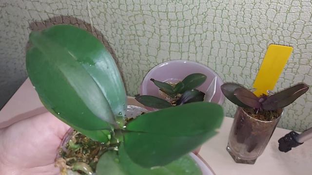 Доращивание корней у подростков во мху.
