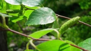 Железные деревья – это удивительно и невероятно!