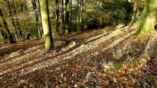 Gefrostete/r Fliegenpilz, Falsche Pfifferlinge sowie Haareis • Mitte November 2016 смотреть онлайн