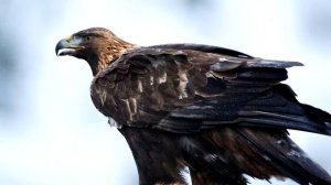 Беркут - интересные факты