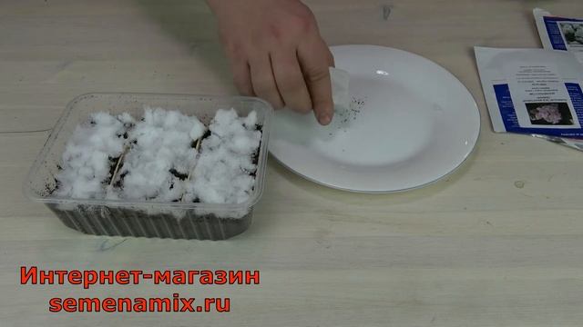 Львиный зев Антирринум как посеять смотреть онлайн