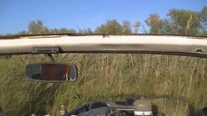 Болотная Выпь