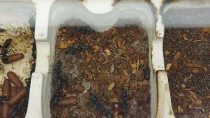 Почти динозавровый муравей