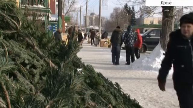 Состоялось судебное заседание по факту незаконной рубки пихт для новогодних праздников смотреть онлайн