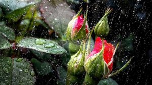 Исповедь израненной души. 🌹 Музыка - Эдгар Туниянц.