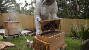 Beginner Beekeeping Ep 8 - Brood Inspection