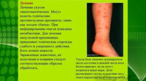 Блохи, как избавиться