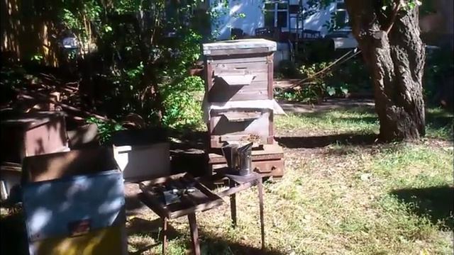 Если пчелосемья ослабла к осени, то зачем она нужна? смотреть онлайн