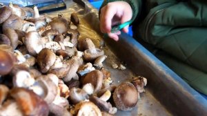 Выращивание грибов Шиитаке на промышленных плантациях. Много грибов не бывает.