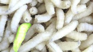 Оказалось на ВАРЕНЫЙ ОПАРЫШ КЛЮЕТ В 5 РАЗ ЛУЧШЕ чем на обычного! Расскажу как приготовить