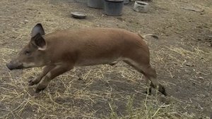 Хряк выбежал из свинарника. Загоняем с бабушкой хряка