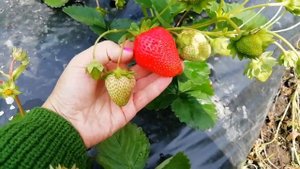 Крапо 10. Урожайная ,красивая земляника.