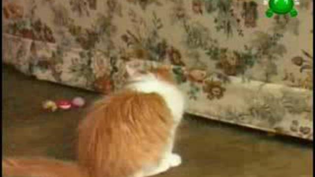 кошки