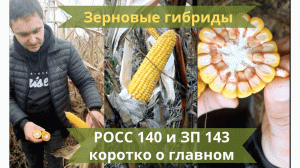 ЗЕРНОВЫЕ ГИБРИДЫ РОСС-140 и ЗП 143 КОРОТКО О ГЛАВНОМ