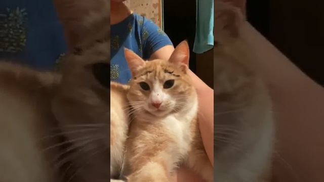 Кот с бровями))) смотреть онлайн