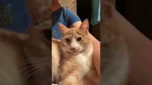 Кот с бровями)))