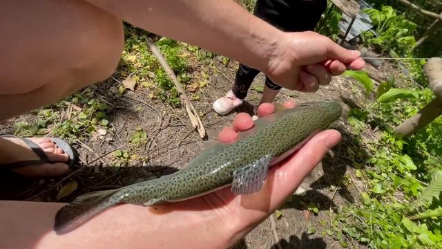 Ловим и готовим форель из собственного пруда . смотреть онлайн