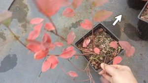 Саженцы. Почему я люблю ездить в питомник осенью?