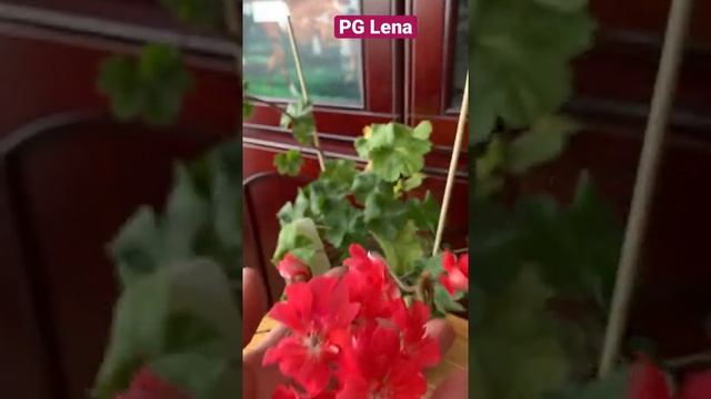 Pelargongaragets Lena ( PG Lena) Пеларгонии зонартики. Цветение черенка .