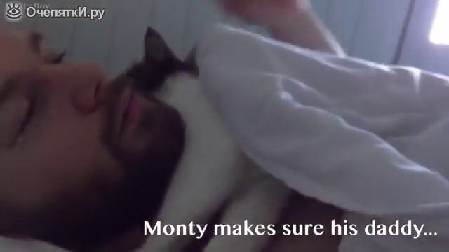 Кот спит с хозяином, The cat sleeps with the owner смотреть онлайн