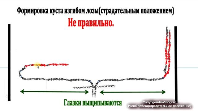? Как ПРАВИЛЬНО и без ОШИБОК формировать виноград ИЗГИБОМ ЛОЗЫ или ПЕТЛЕЙ. Страдательное положение.