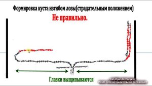 ? Как ПРАВИЛЬНО и без ОШИБОК формировать виноград ИЗГИБОМ ЛОЗЫ или ПЕТЛЕЙ. Страдательное положение.