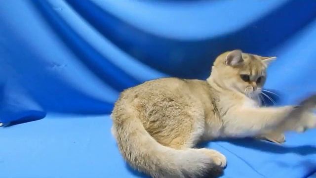 Кошечка Bri ny-25 (золотая шиншилла) смотреть онлайн