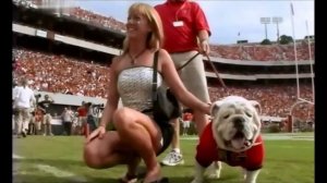 Порода собак Английский бульдог