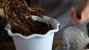 УЖАС! ГНИЮТ КОРНИ ЗАМИОКУЛЬКАСА ? СРОЧНОЕ ЛЕЧЕНИЕ И ПЕРЕСАДКА