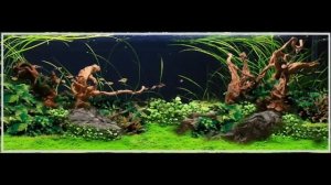 Аквадизайн. Hardscape в аквадизайне. Хардскейп