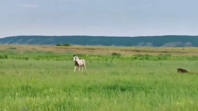 Күөх дуолга.