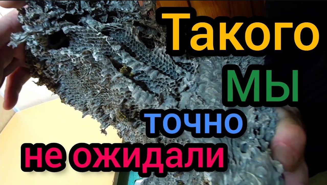 Сюрприз в ловушке пчелиного роя. Ловили пчёл, а поймали... ..Впрочем, Вы и сами увидите. смотреть онлайн