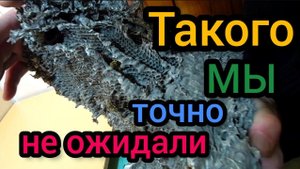 Сюрприз в ловушке пчелиного роя. Ловили пчёл, а поймали... ..Впрочем, Вы и сами увидите.