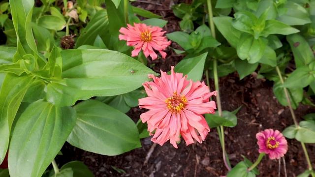 The Stars of the Garden - Aster, Daisy, Sunflower Family смотреть онлайн