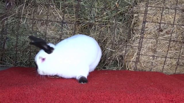 Значение ушей в жизни кролика смотреть онлайн