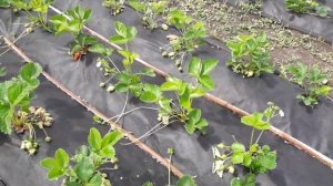 Земляника садовая.  Сорта - Клери, Азия, Сирия